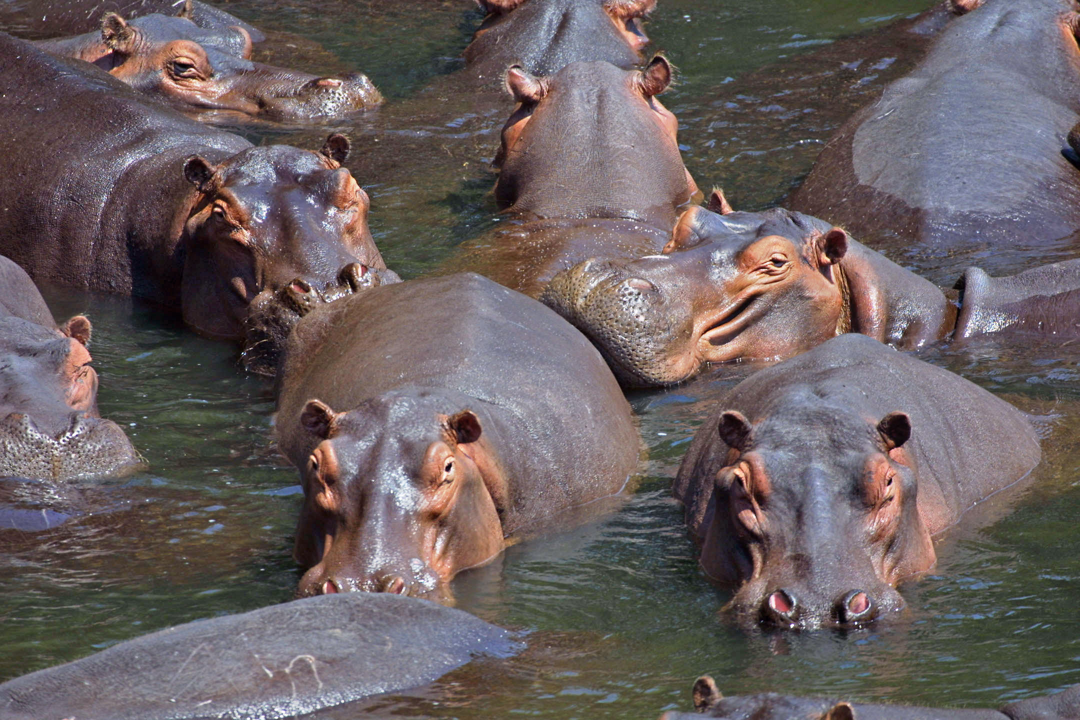 too_many_hippos